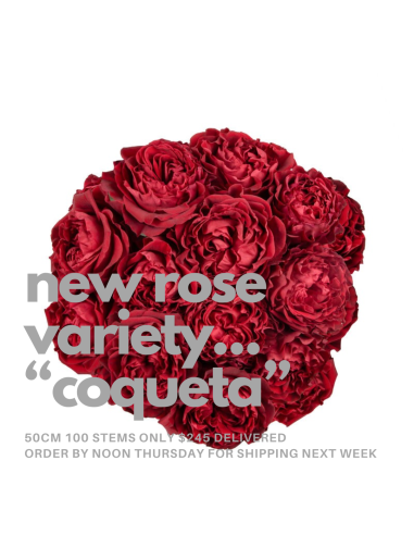 Garden Rose Red Coqueta 100 stems Garden Rose Red Coqueta 100 stems