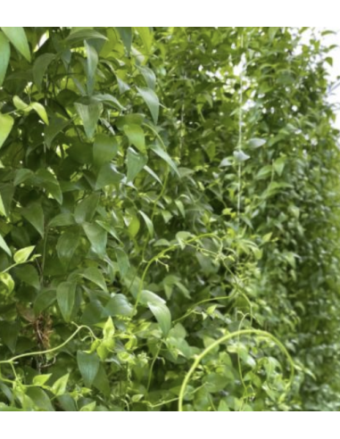 wholesale southern smilax for weddings and events.