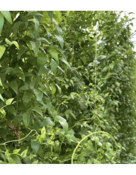 wholesale southern smilax for weddings and events.