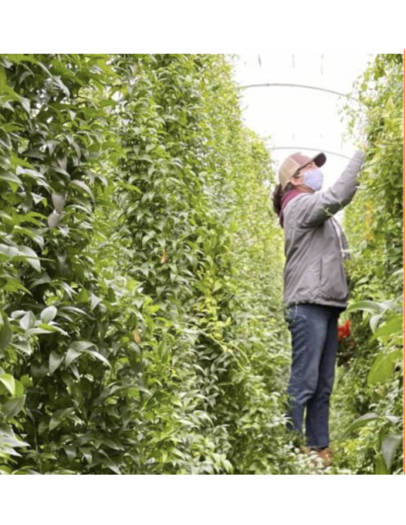 wholesale southern smilax for weddings and events.