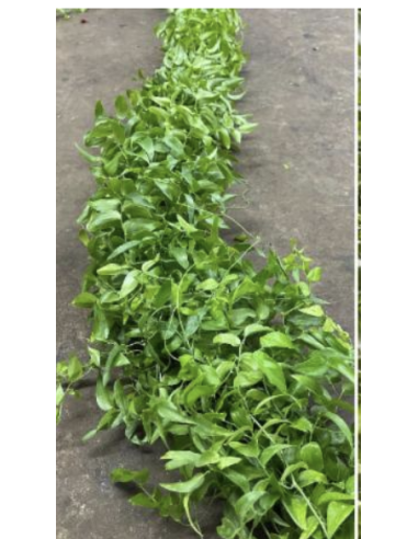 wholesale southern smilax for weddings and events.