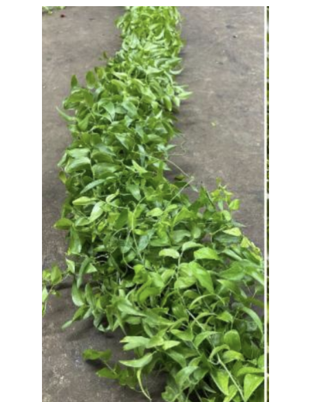 wholesale southern smilax for weddings and events.