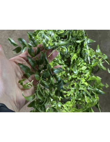 wholesale southern smilax for weddings and events.