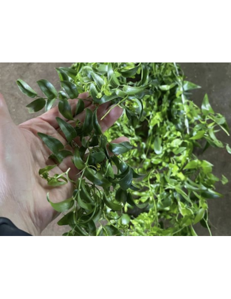 wholesale southern smilax for weddings and events.