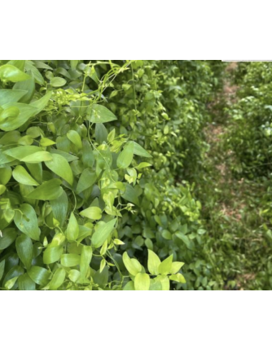 wholesale southern smilax for weddings and events.