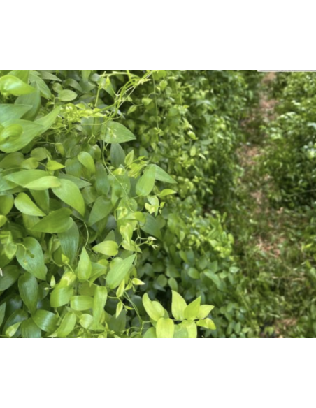 wholesale southern smilax for weddings and events.