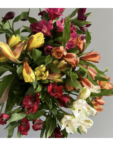 Alstroemeria Fancy Assorted 180 Stems | Premium Mixed‑Color Alstroemeria Wholesale & Bulk