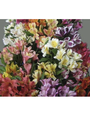 Alstroemeria Fancy Assorted 180 Stems | Premium Mixed‑Color Alstroemeria Wholesale & Bulk