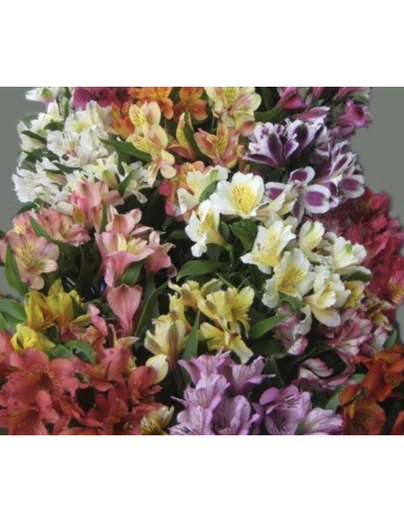 wholesale alstromeria