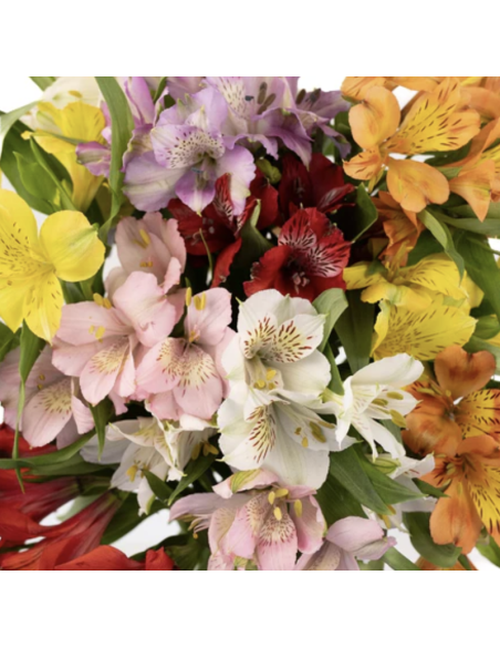 wholesale alstromeria