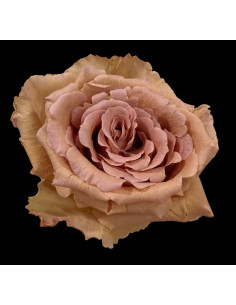 Dalia Brown Roses | Mocha‑Brown Roses Wholesale (100 Stems)