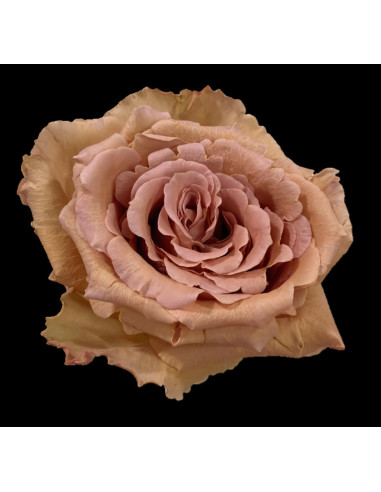 Dalia Brown Roses | Mocha‑Brown Roses Wholesale (100 Stems)