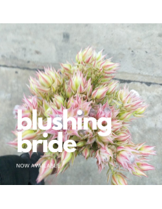 Blushing bride "serruria" pretty n pink 25 / 50 stems