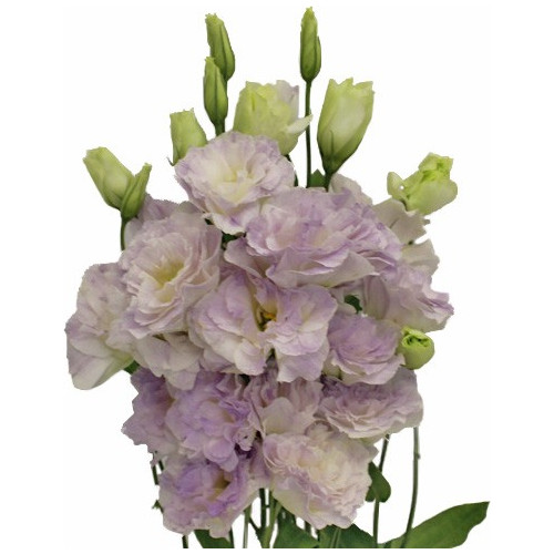 Lisianthus By the Bunch