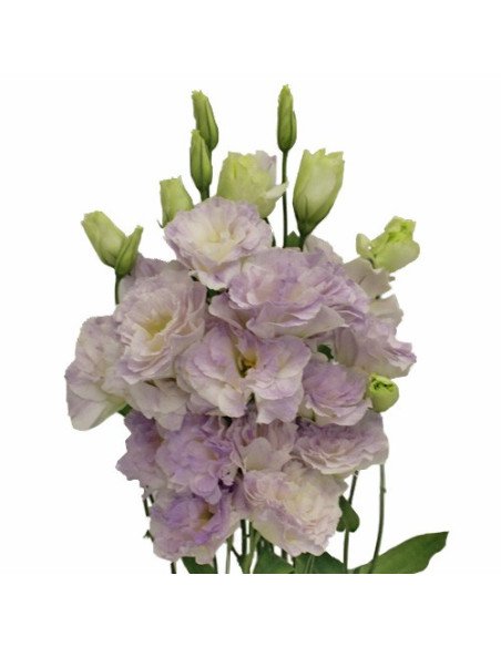 Lisianthus By the Bunch