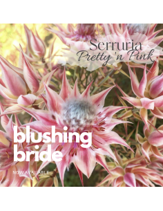Blushing bride "serruria" pretty n pink 25 / 50 stems 2