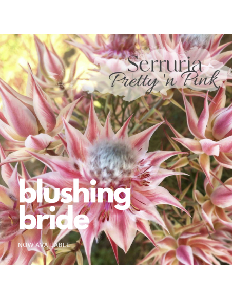Blushing bride "serruria" pretty n pink 25 / 50 stems