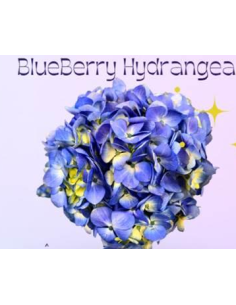 Blueberry Valentines Day Hydrangea 42 stems
