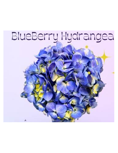 Blueberry Valentines Day Hydrangea 42 stems