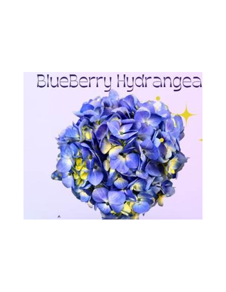 Blueberry Valentines Day Hydrangea 42 stems