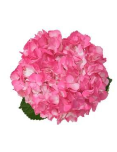 Tinted Pink Valentines Day Hydrangea 42 stems