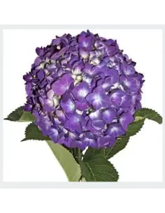 Purple Valentines Day Hydrangea 30 stems