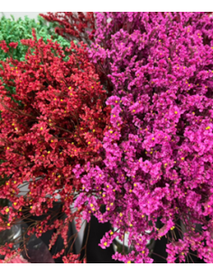 Wholesale Limonium Misty Blue - 25 Bunch Bulk Box | Florasource