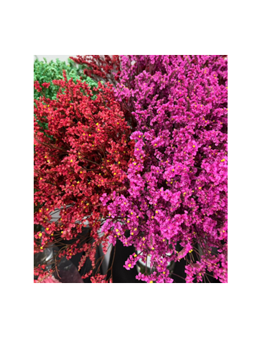 Wholesale Limonium Misty Blue - 25 Bunch Bulk Box | Florasource