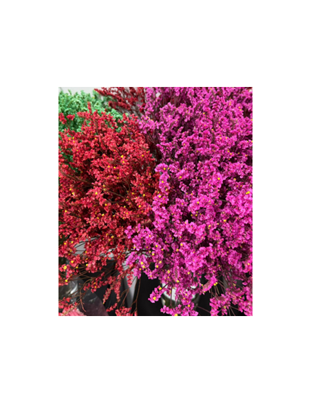 Wholesale Limonium Misty Blue - 25 Bunch Bulk Box | Florasource