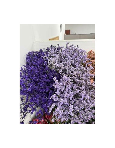 Wholesale Limonium Misty Blue - 25 Bunch Bulk Box | Florasource