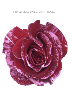 Valentines Day Tinted Roses 50  or 100 Stems