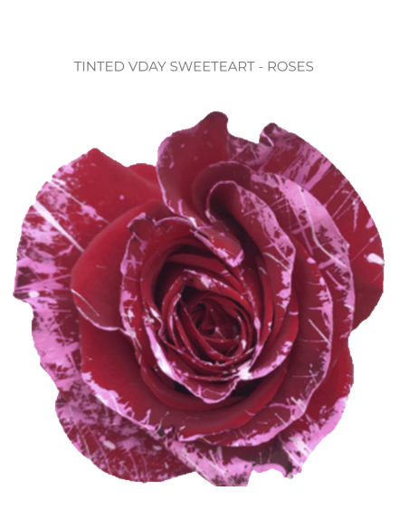 Valentines Day Tinted Roses 50  or 100 Stems