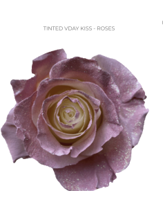 Valentines Day Tinted Roses 50  or 100 Stems