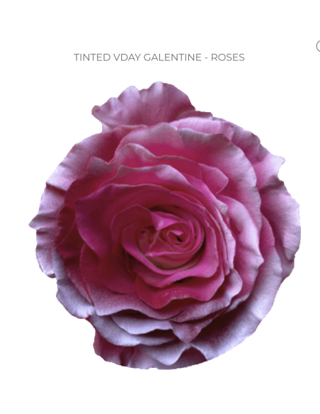 Valentines Day Tinted Roses 50  or 100 Stems