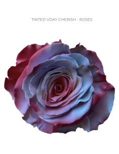 Valentines Day Tinted Roses 50  or 100 Stems