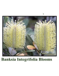 Protea pink ic ON SALE $2.00 per stem