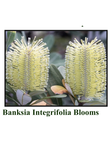 Banksia Integrifolia blooms 20 Stems for wholesale by Florasource