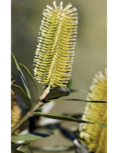 Protea pink ic ON SALE $2.00 per stem 2