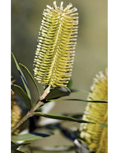 Protea pink ic ON SALE $2.00 per stem Protea pink ic ON SALE $2.00 per stem