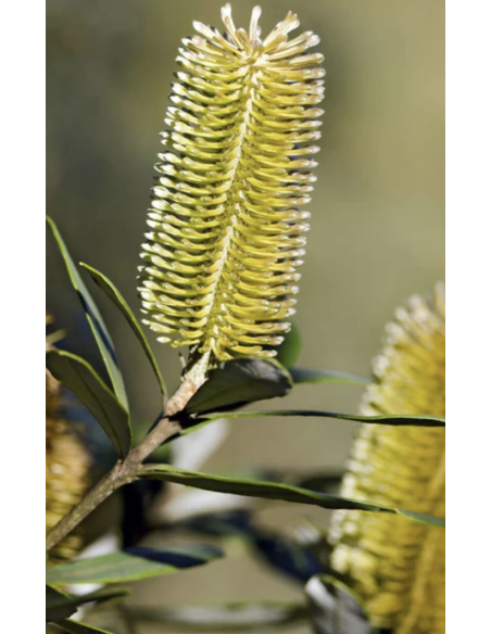 Protea pink ic ON SALE $2.00 per stem
