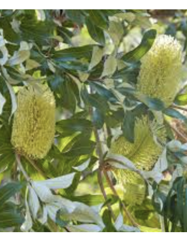 Protea pink ic ON SALE $2.00 per stem Protea pink ic ON SALE $2.00 per stem