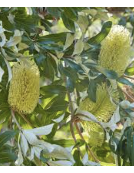 Protea pink ic ON SALE $2.00 per stem