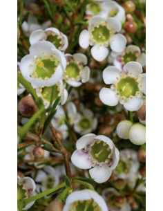 Waxflower Hybrid White 2