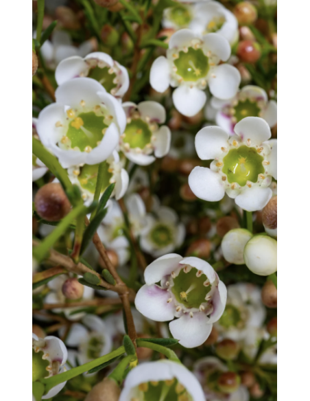 Wholesale Hybrid White Waxflower | Premium Filler Flowers
