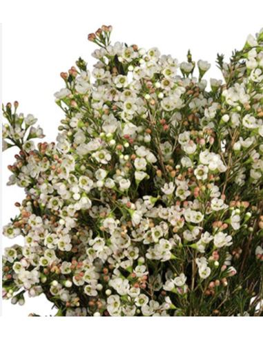 Wholesale Hybrid White Waxflower | Premium Filler Flowers