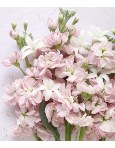 Stock Assorted 120 stems