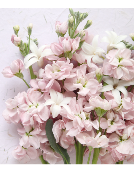 Stock Assorted – Mixed Colors (120 Stems) | Wholesale Bulk Flowers