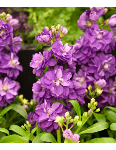 Stock Assorted 120 stems