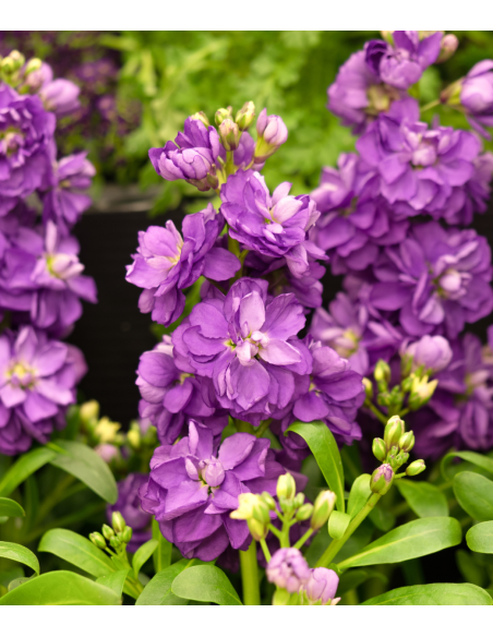 Stock Assorted 120 stems