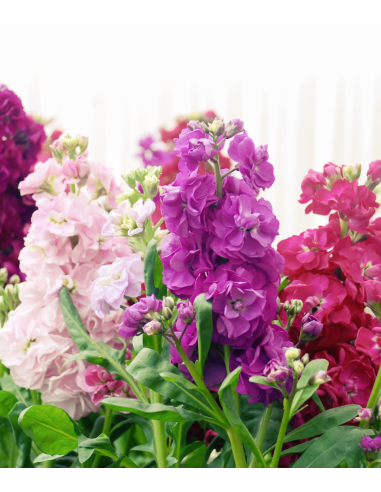 Stock Assorted – Mixed Colors (120 Stems) | Wholesale Bulk Flowers